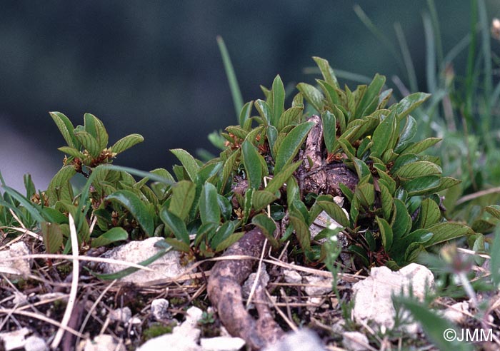 Rhamnus pumila