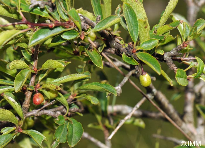 Rhamnus saxatilis