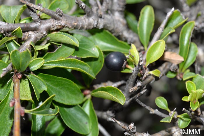 Rhamnus saxatilis