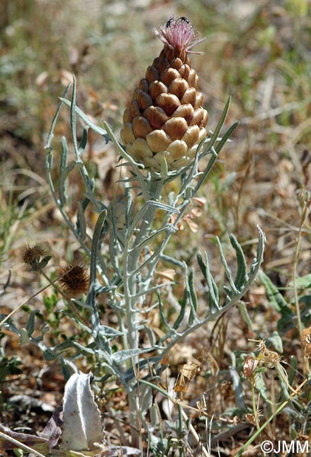 Rhaponticum coniferum = Leuzea conifera