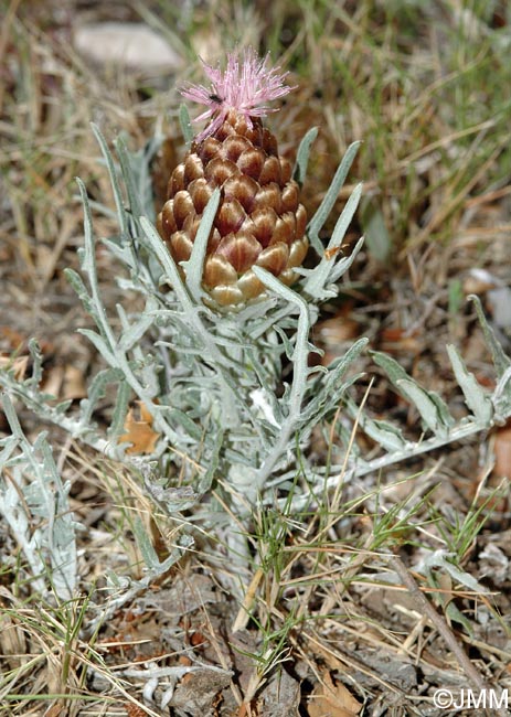 Rhaponticum coniferum = Leuzea conifera