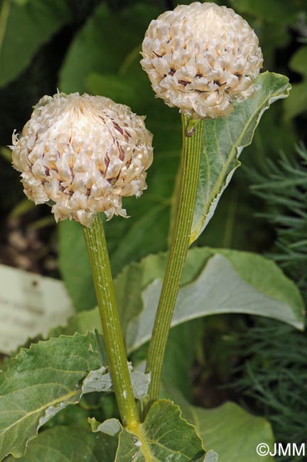 Rhaponticum heleniifolium subsp. heleniifolium