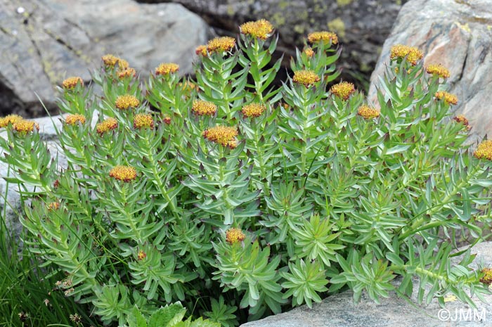 Rhodiola rosea