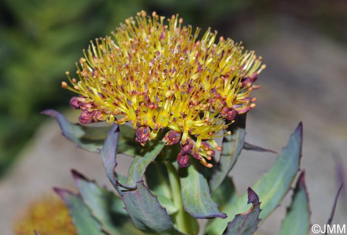 Rhodiola rosea