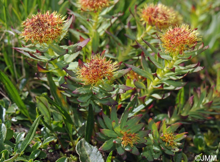 Rhodiola rosea