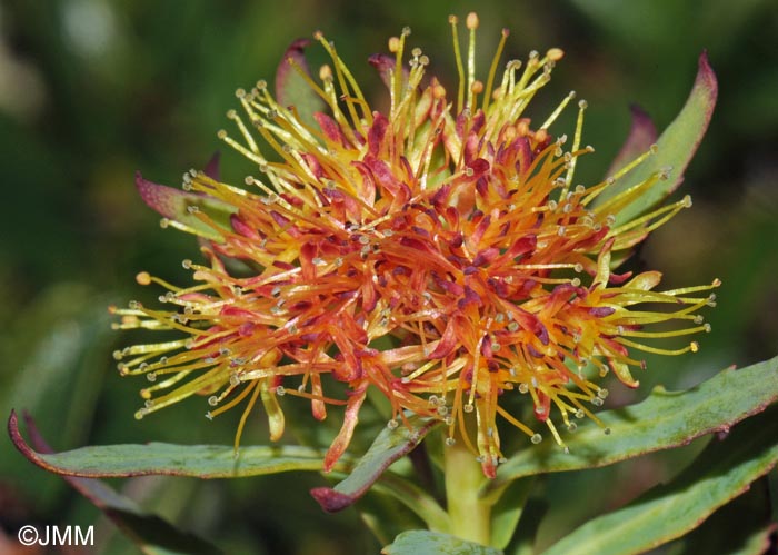 Rhodiola rosea