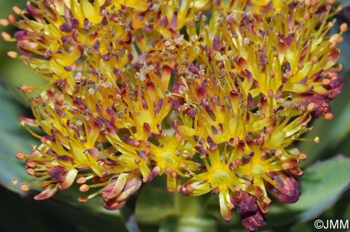 Rhodiola rosea