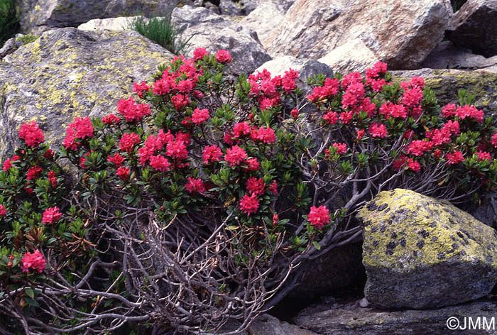 Rhododendron ferrugineum