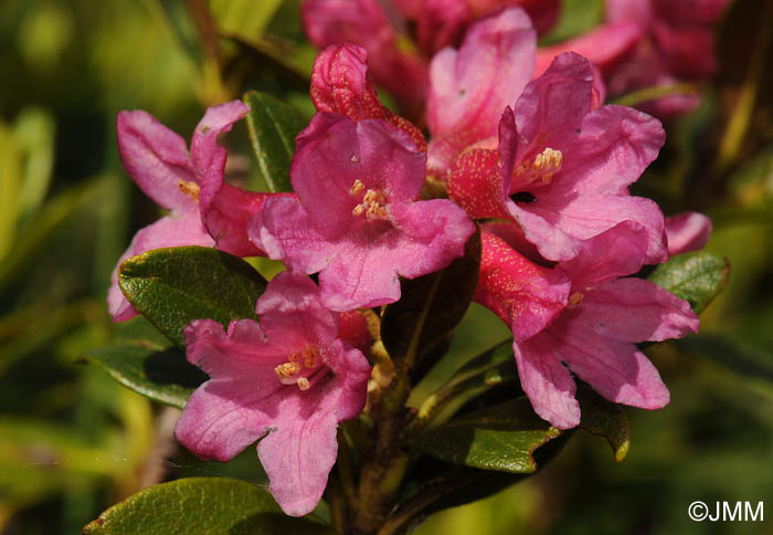 Rhododendron ferrugineum