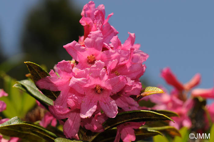 Rhododendron ferrugineum