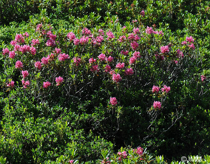 Rhododendron ferrugineum