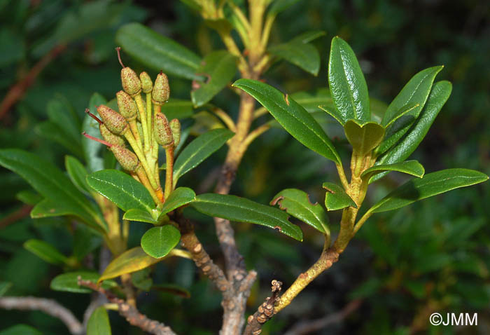 Rhododendron ferrugineum