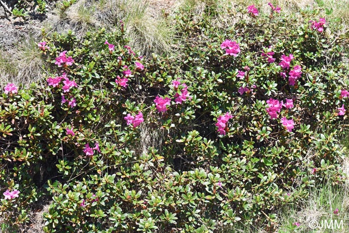 Rhododendron myrtifolium