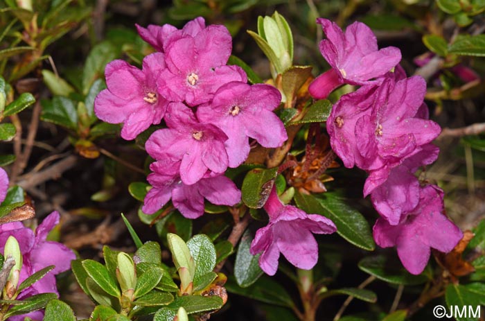 Rhododendron myrtifolium