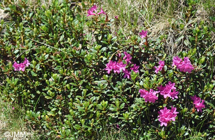 Rhododendron myrtifolium