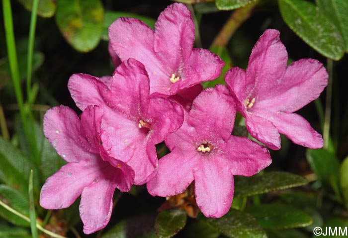 Rhododendron myrtifolium