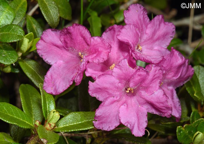 Rhododendron myrtifolium