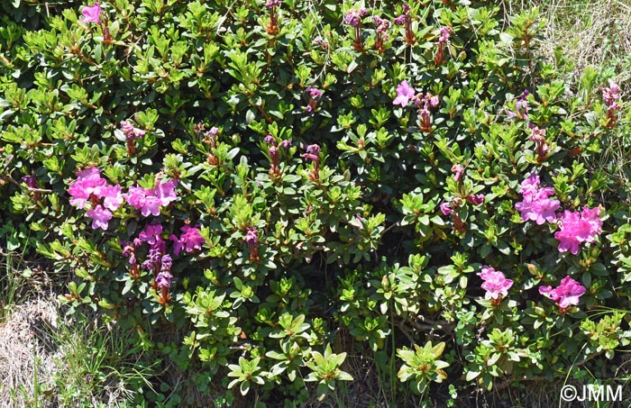 Rhododendron myrtifolium