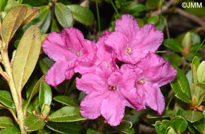 Rhododendron myrtifolium