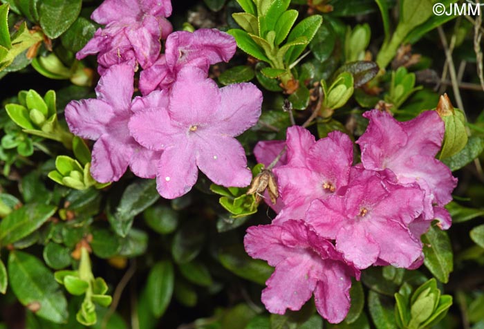 Rhododendron myrtifolium