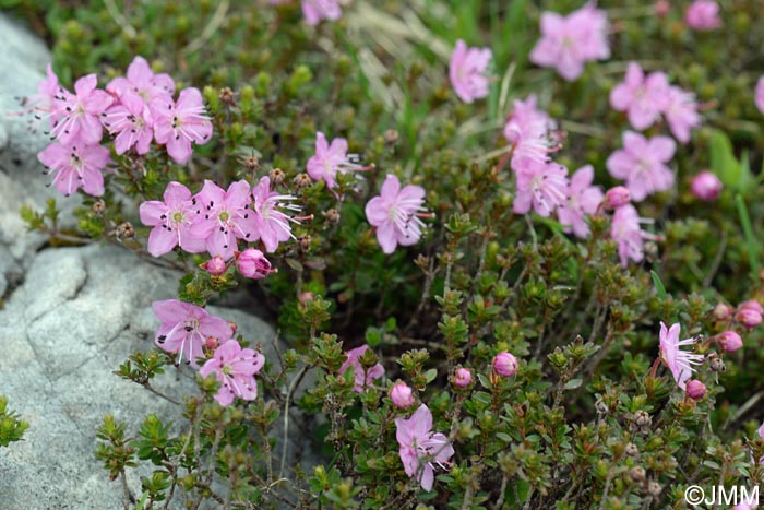 Rhodothamnus chamaecistus