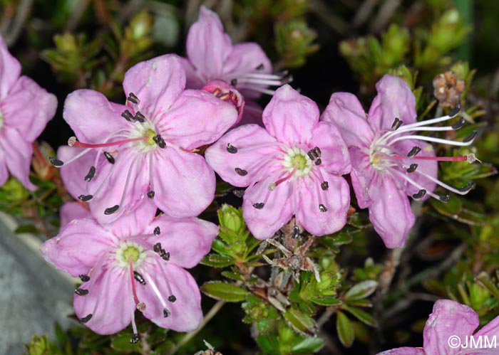 Rhodothamnus chamaecistus