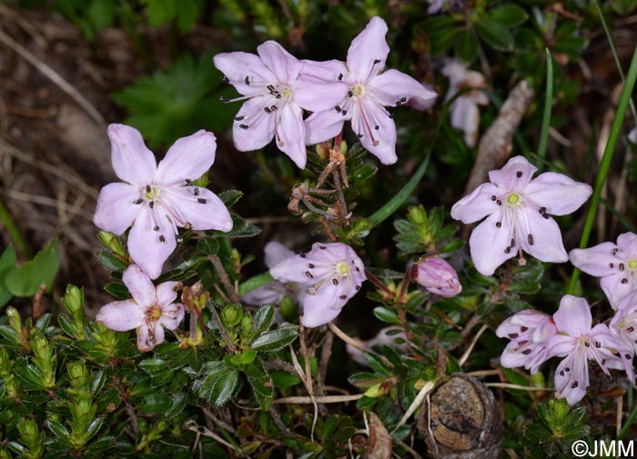 Rhodothamnus chamaecistus