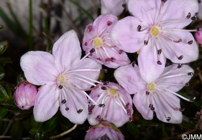 Rhodothamnus chamaecistus