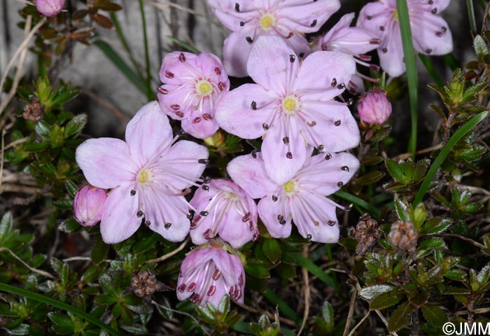 Rhodothamnus chamaecistus