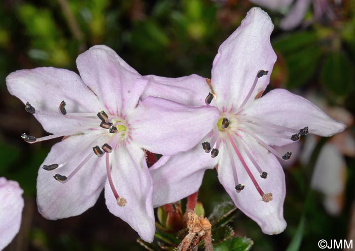 Rhodothamnus chamaecistus