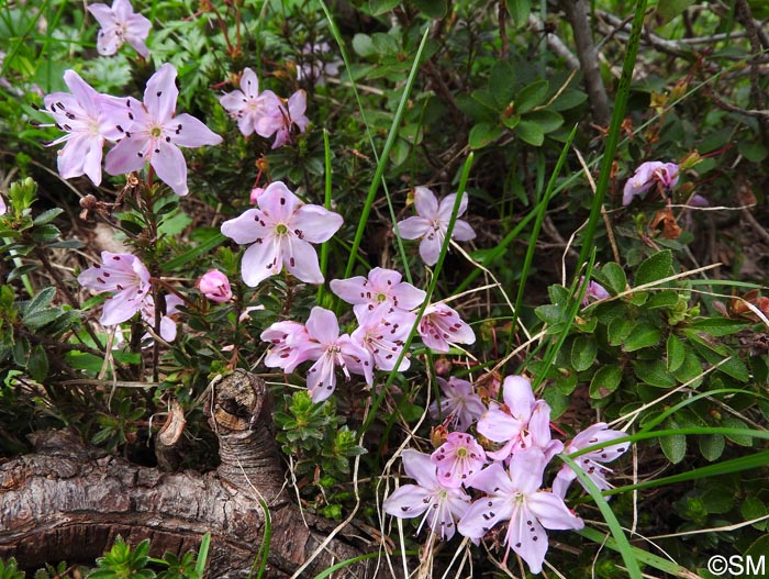 Rhodothamnus chamaecistus