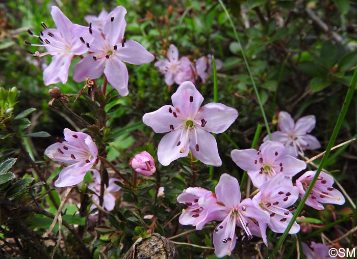 Rhodothamnus chamaecistus