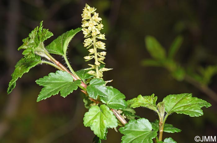 Ribes alpinum