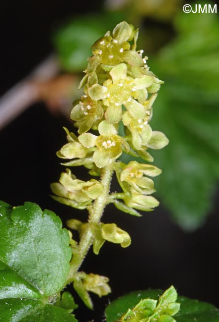 Ribes alpinum