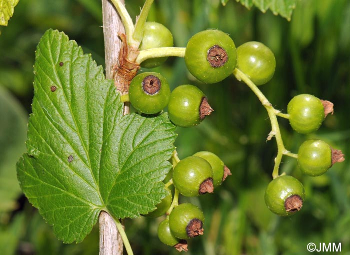 Ribes nigrum