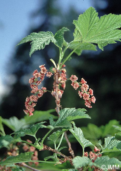 Ribes petraeum