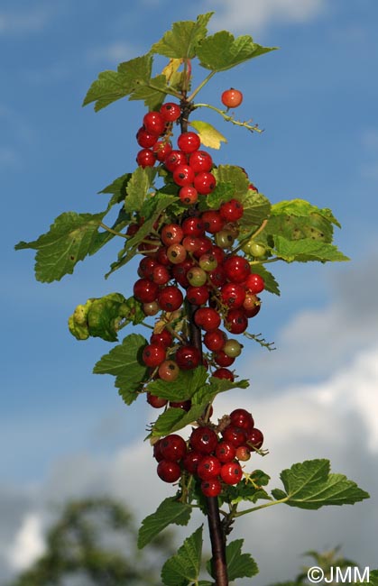 Ribes rubrum