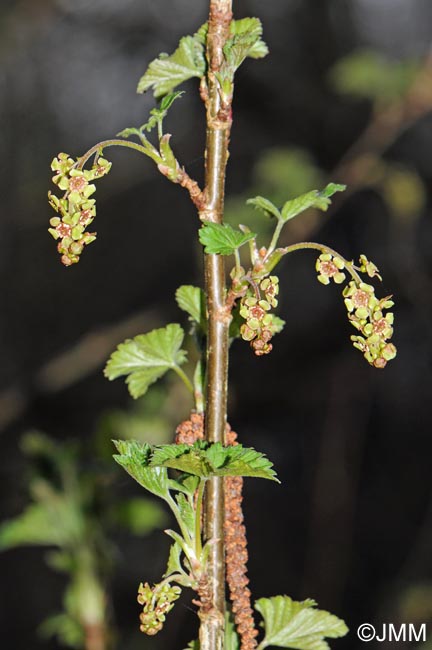 Ribes rubrum