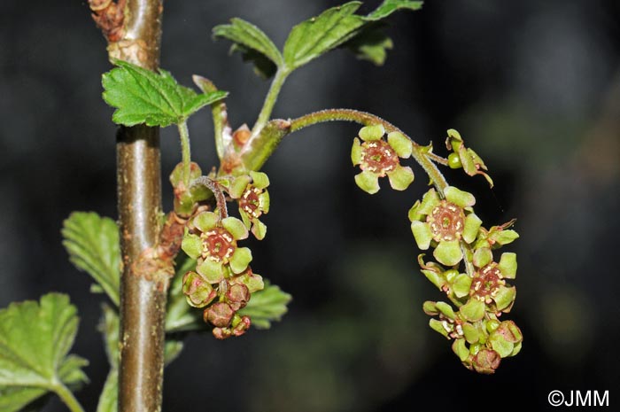 Ribes rubrum