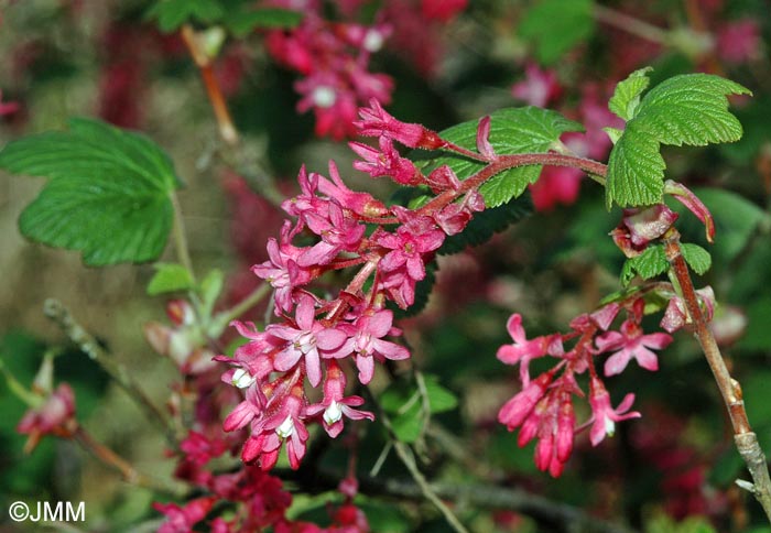 Ribes sanguineum
