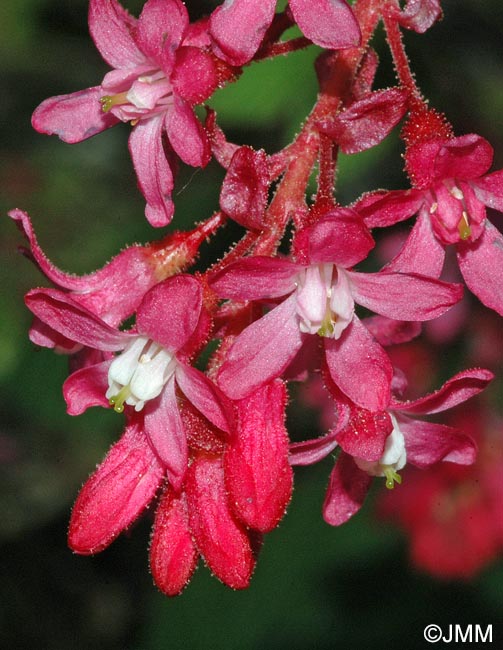 Ribes sanguineum