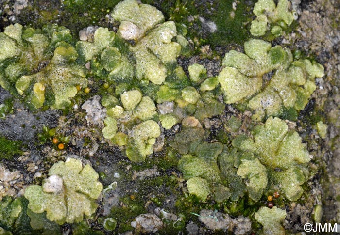 Riccia cavernosa