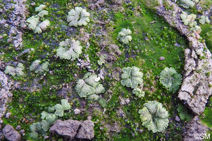 Riccia cavernosa