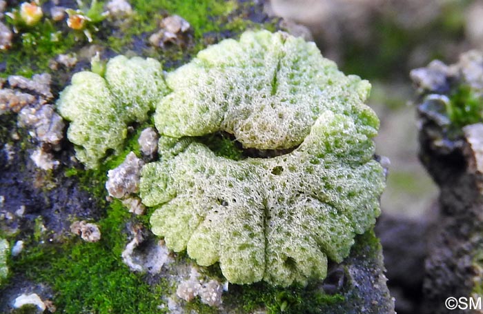 Riccia cavernosa