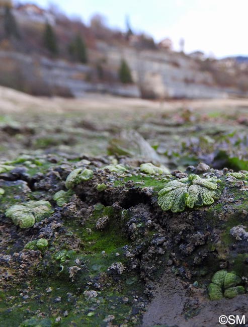 Riccia cavernosa