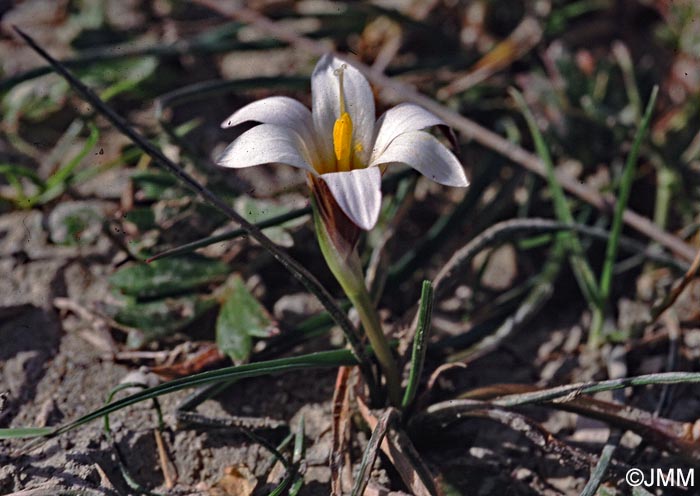 Romulea bulbocodium