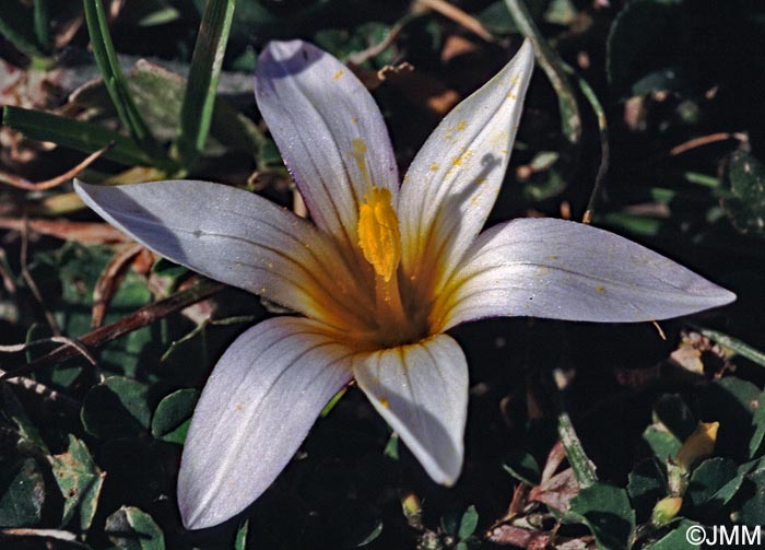 Romulea bulbocodium