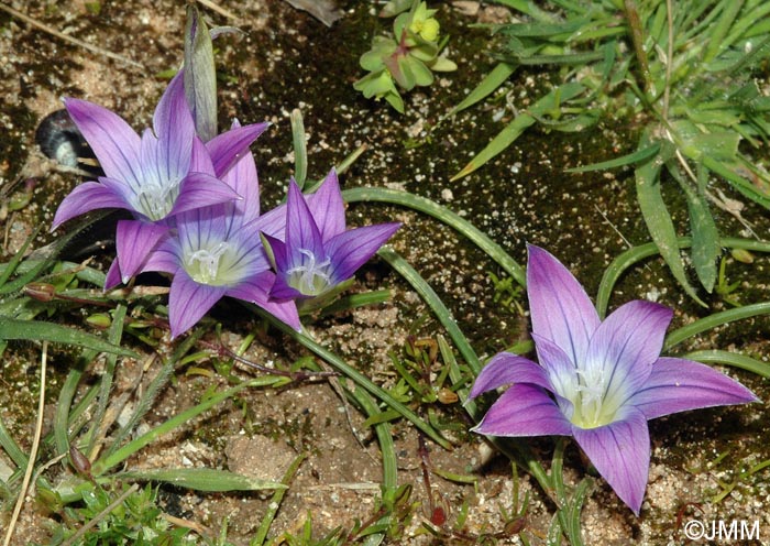 Romulea bulbocodium