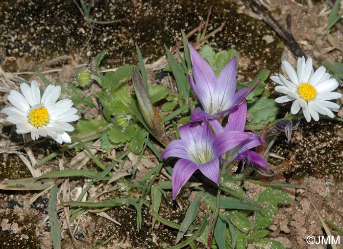 Romulea bulbocodium