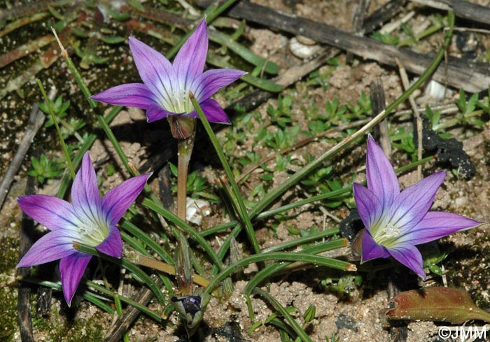 Romulea bulbocodium